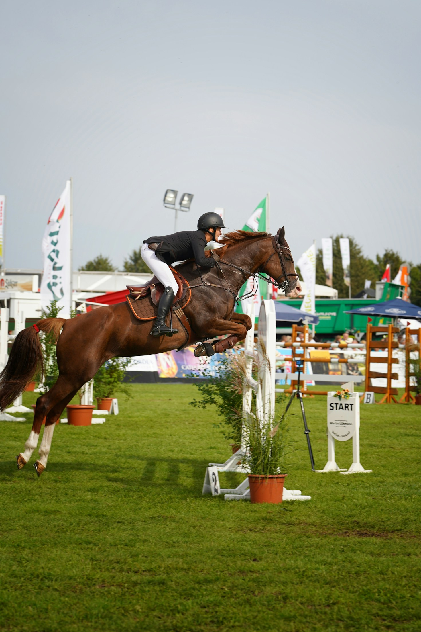 The Many Talents of the American Saddlebred Horse