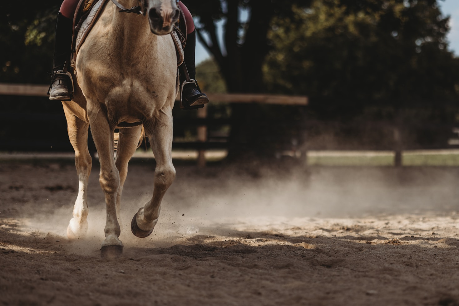 From Dressage to Driving: Saddlebred Versatility