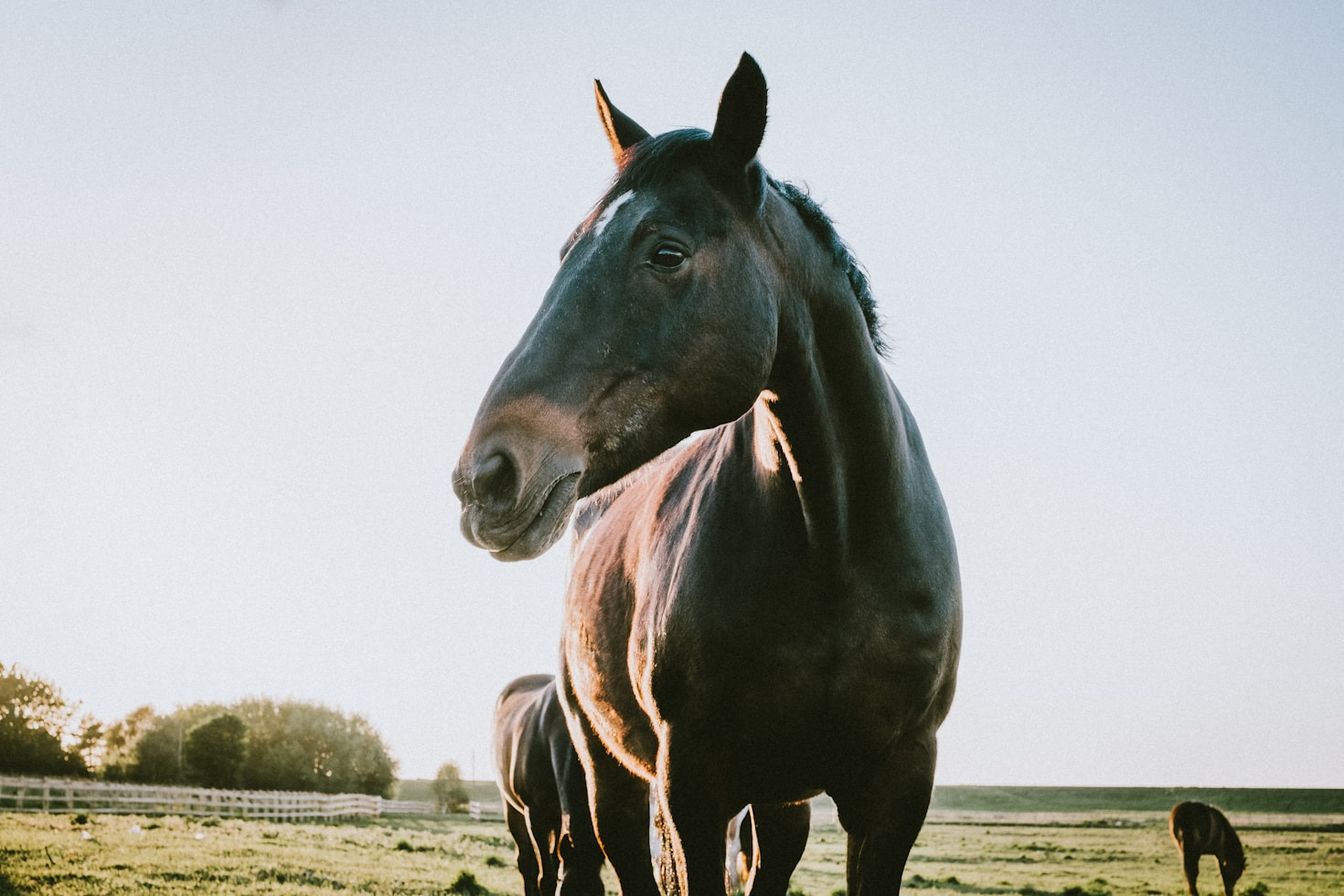 Western Trails and Saddlebreds: A Perfect Match