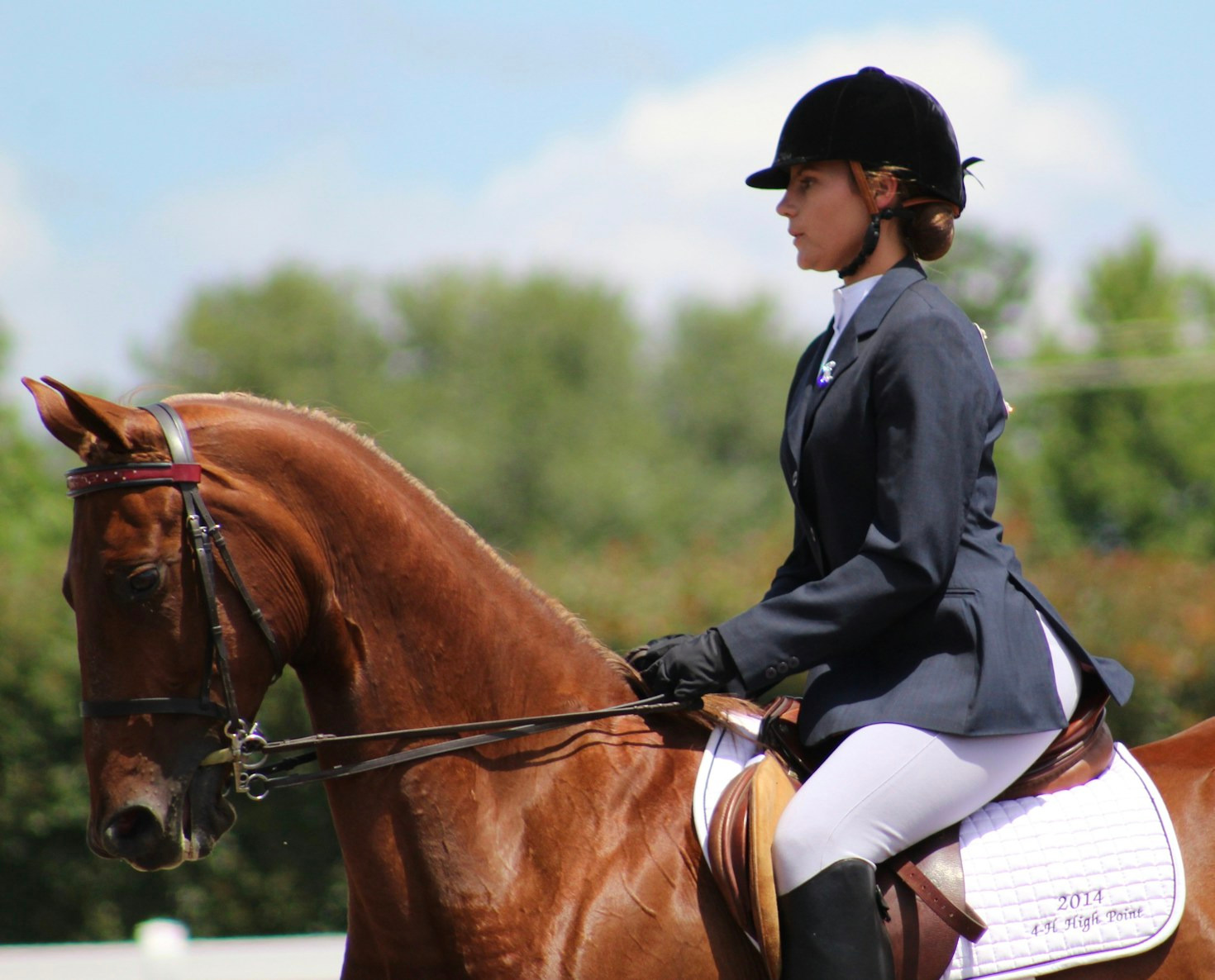 Jumping with Style: The Saddlebred’s Hidden Talent