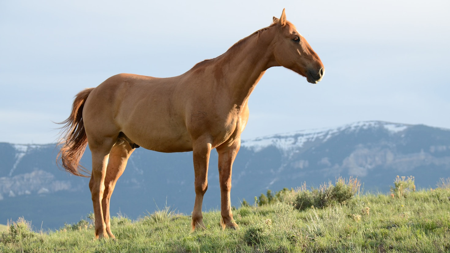 Exploring the Multifaceted Saddlebred Breed