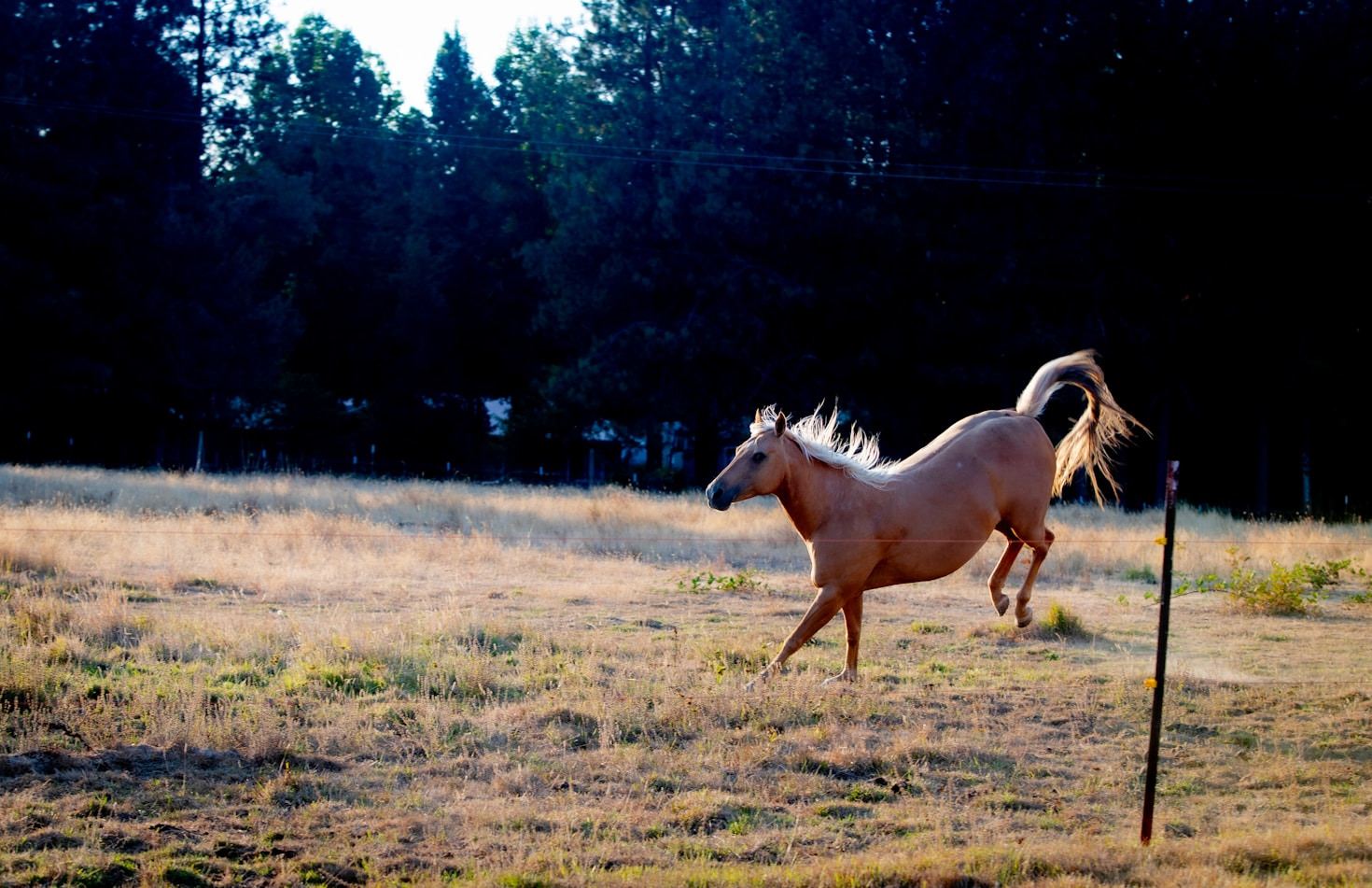 Why American Saddlebreds Are Perfect for Any Rider