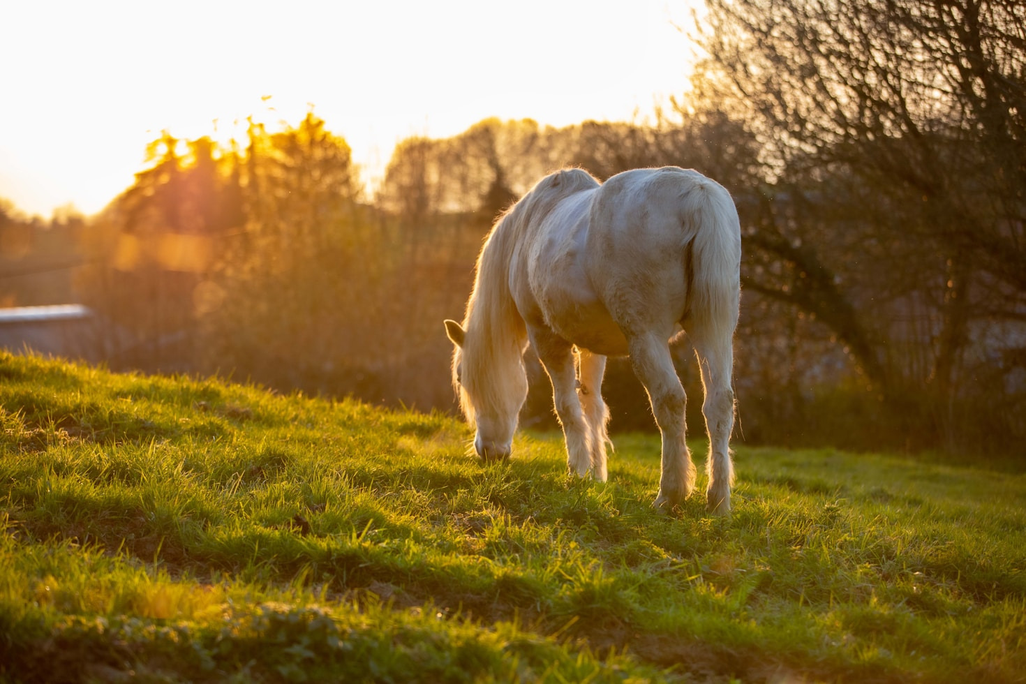The Evolution of Saddlebreds in Modern Equestrianism