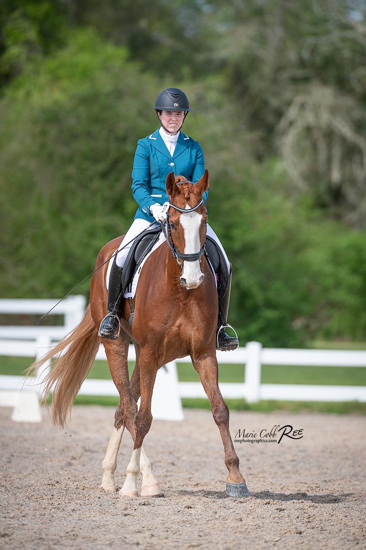 Dressage Saddlebred